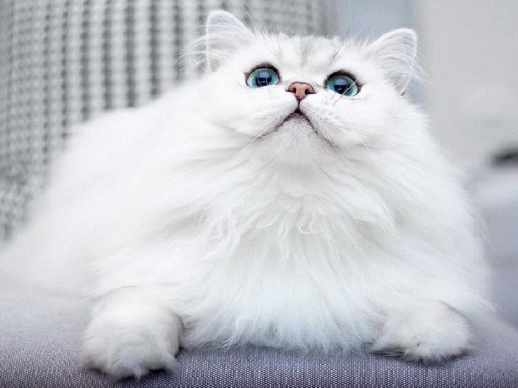 Reggie, il gatto-nuvola è una star su Instagram