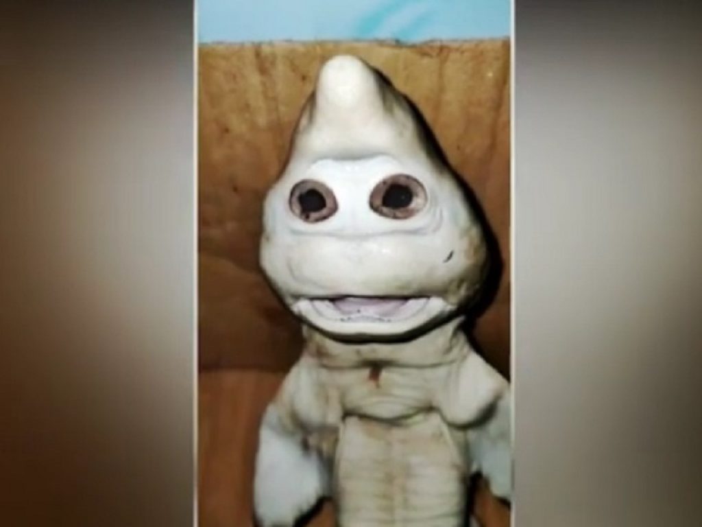 Il video e le immagini del baby squalo con le sembianze di un volto umano sono virali: bufala o verità sul ritrovamento di un pescatore indonesiano?