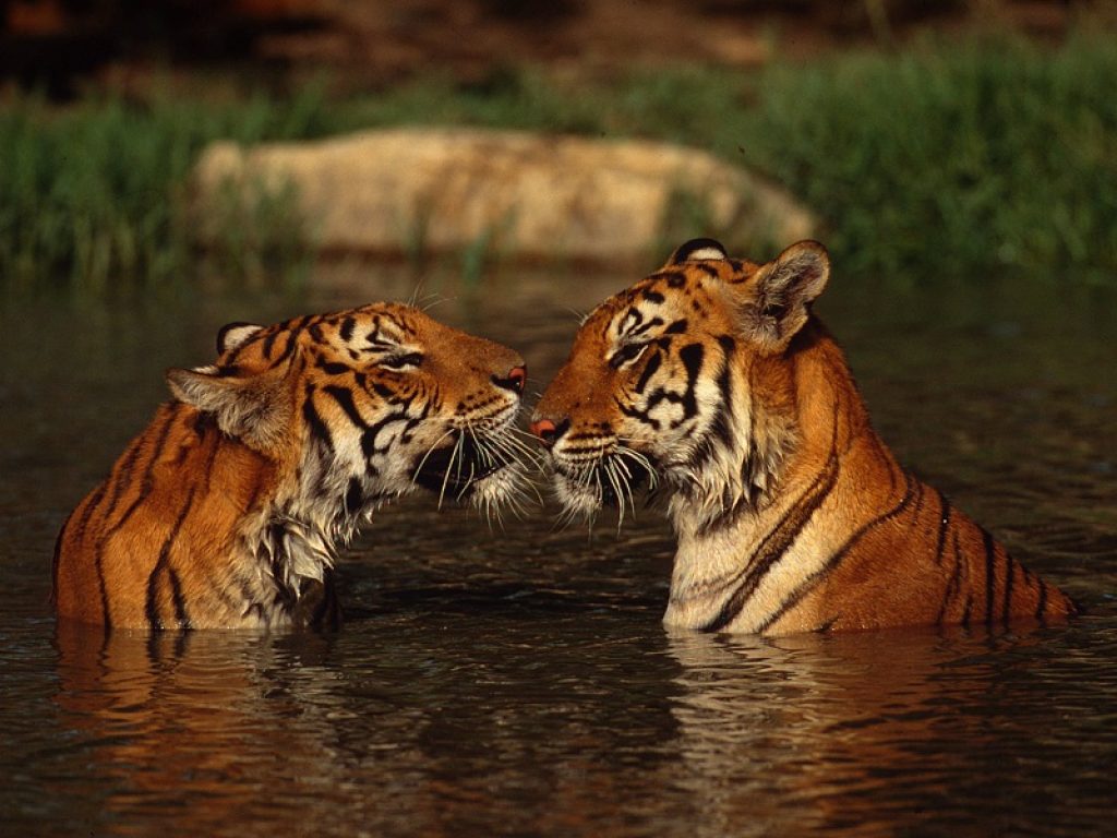 WWF: sempre più difficile l'amore tra animali