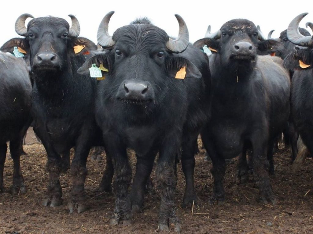 Genobu ha l’obiettivo di sviluppare tecnologie e metodologie innovative per migliorare la filiera bufalina mediante la selezione genetica dei migliori riproduttori bufalini