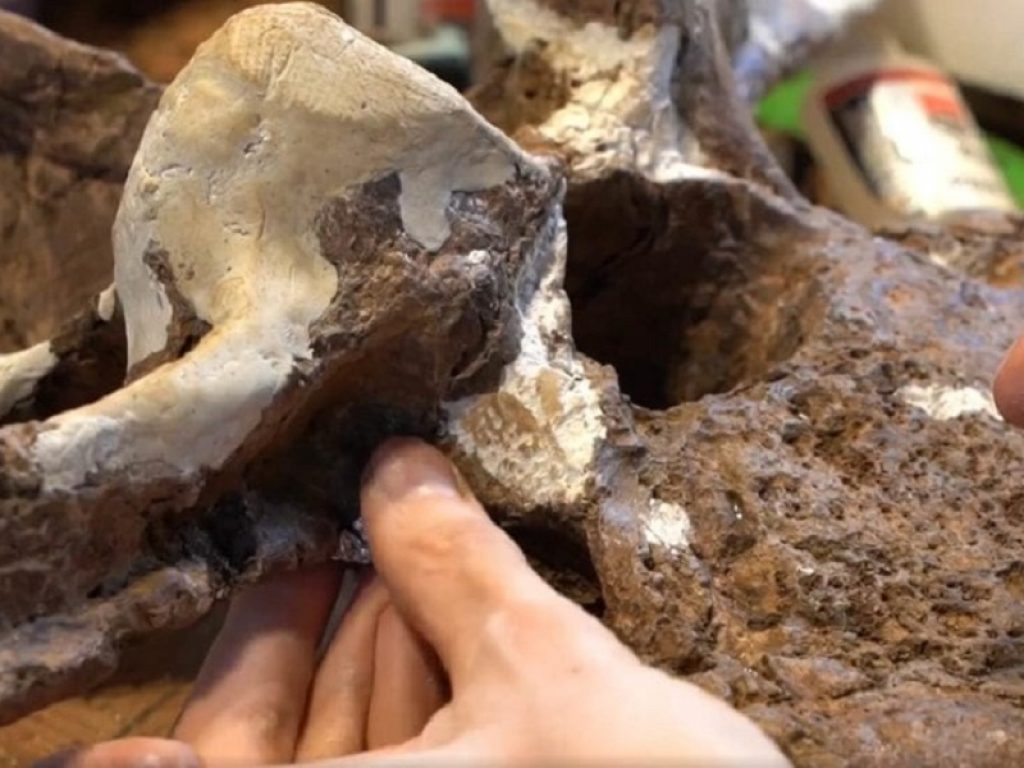 Dinosauri, un dettaglio del triceratopo più grande del mondo