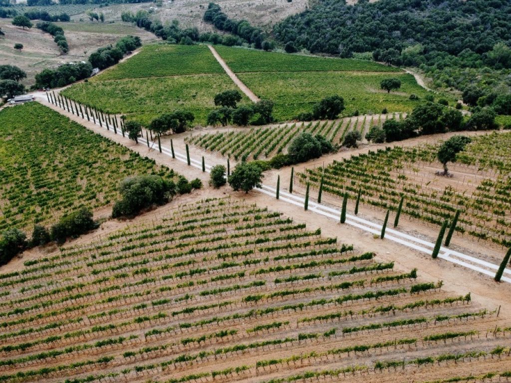 Vigne del Morellino di Scansano in Maremma, Toscana