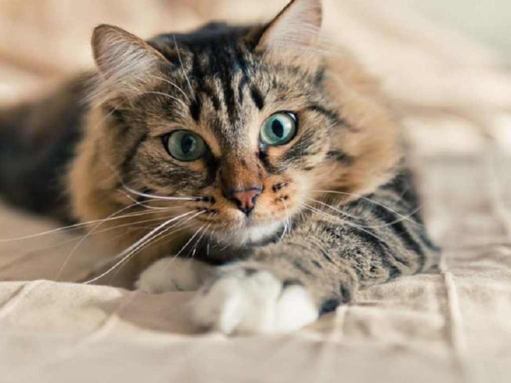 Allergia al pelo di gatto, farmaci