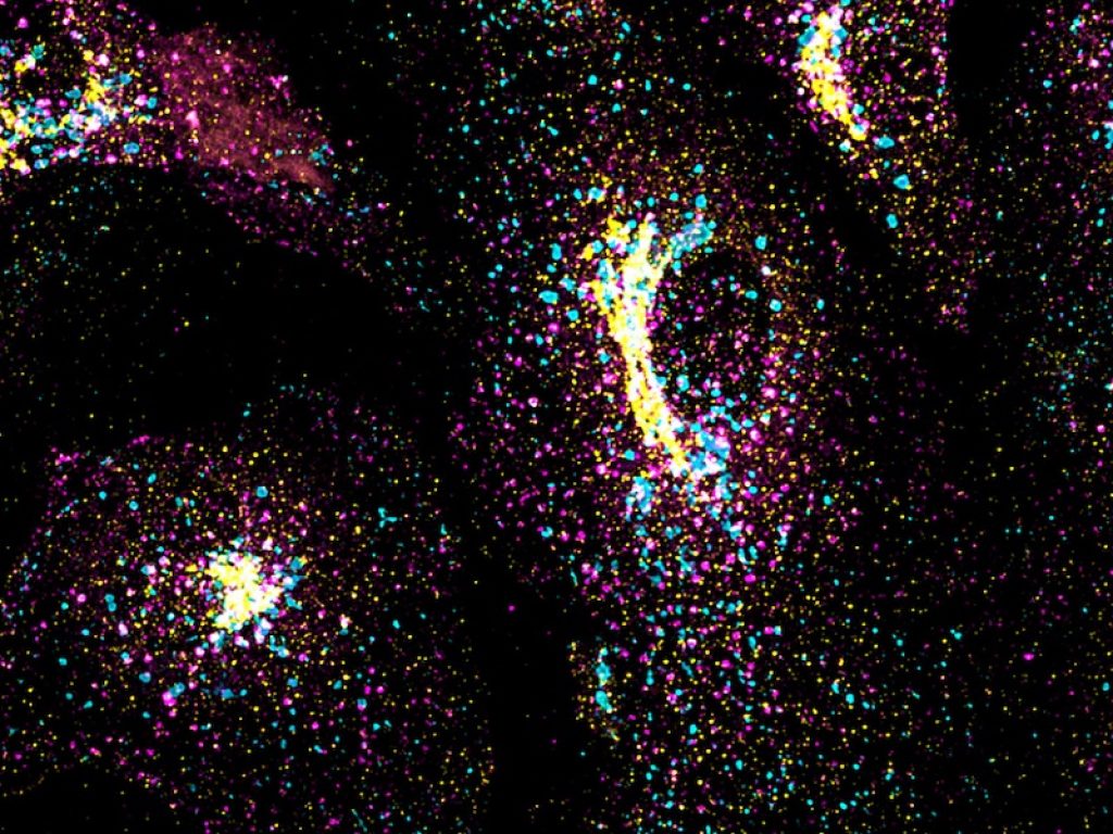 Cellule che si mantengono in ordine, ricerca scientifica