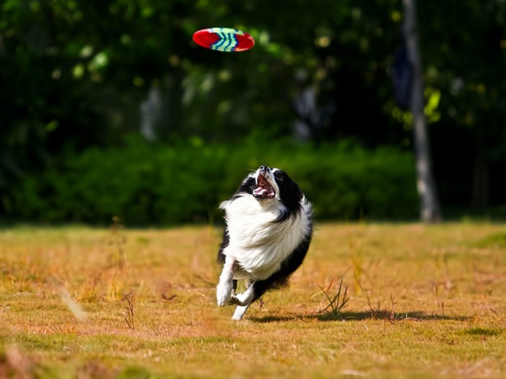 Cane insegue il fresby