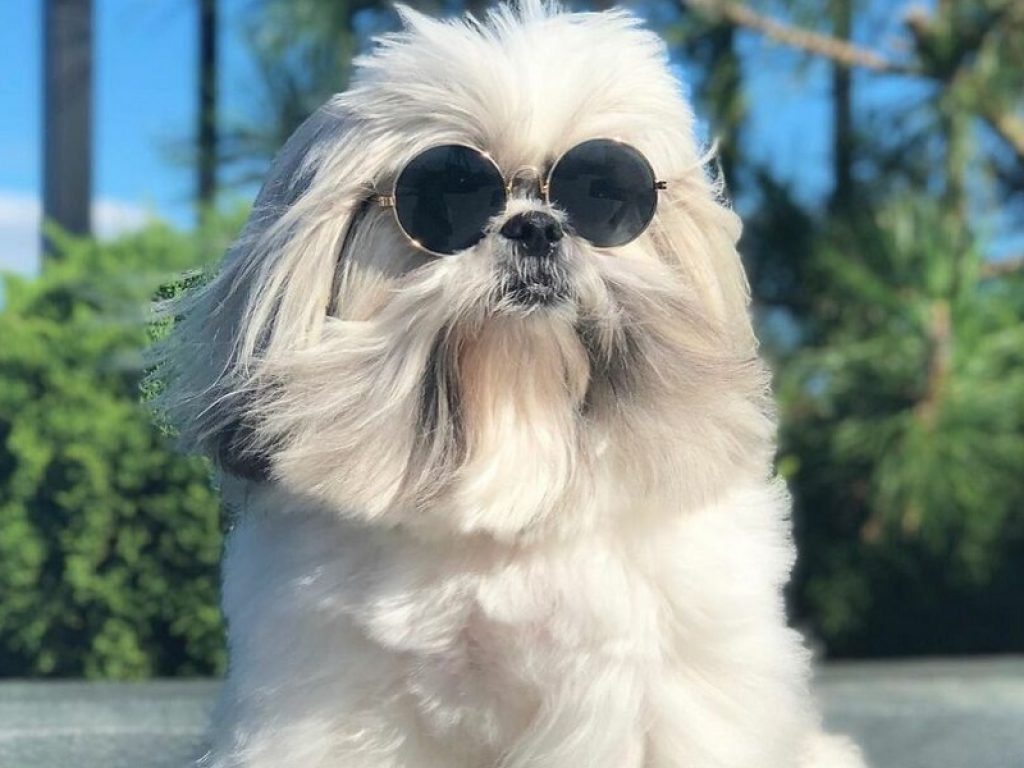 Cane ShihTzu con il caschetto simile a capelli umani e gli occhiali