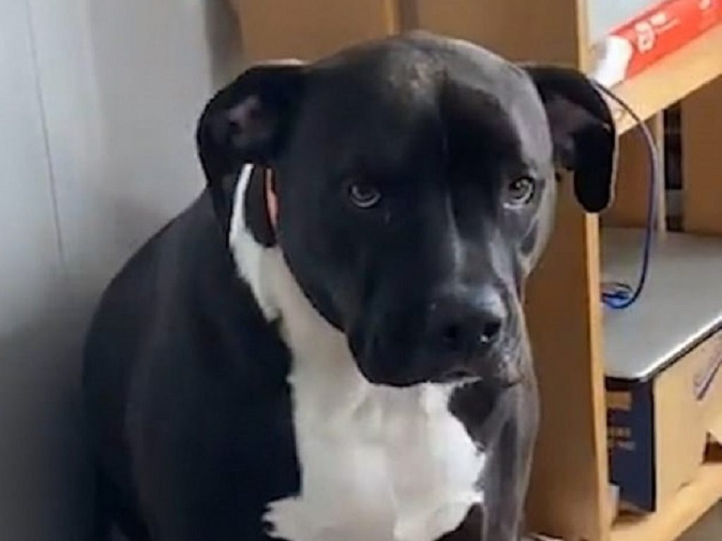 Il video del gatto che occupa la cuccia del cane Odin