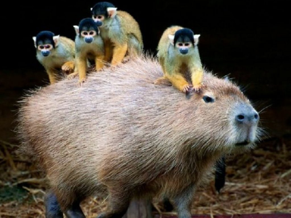 Un capibara, roditore porta sulle spalle quattro scimmiette