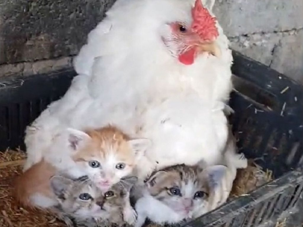 Una gallina cova tre gattini orfani: il videoclip girato in una fattoria di Erbil emoziona il web e diventa virale sui social network