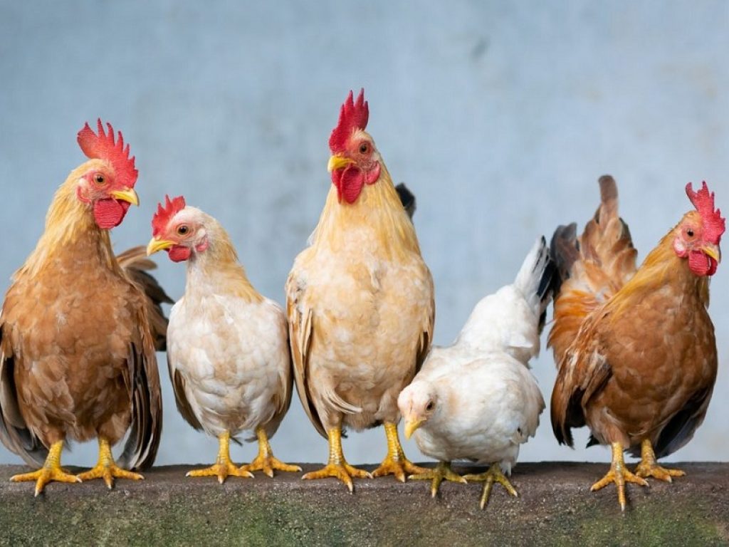Bologna: galline allevate in centro storico diventano un caso