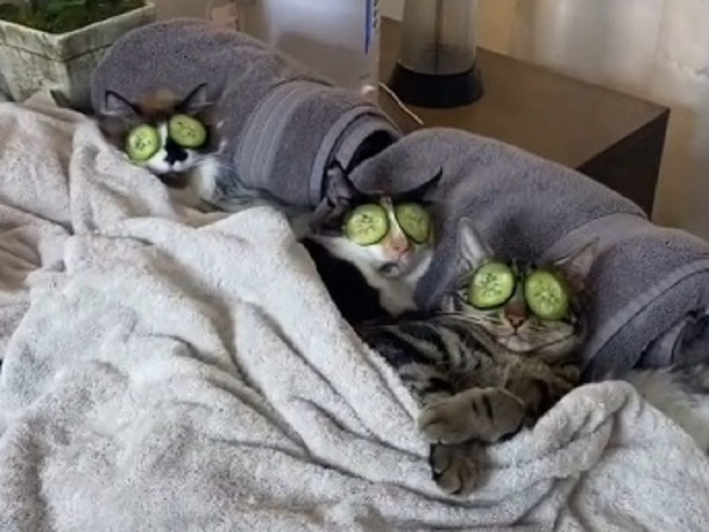 Il video dei gatti alla Spa fa impazzire i social