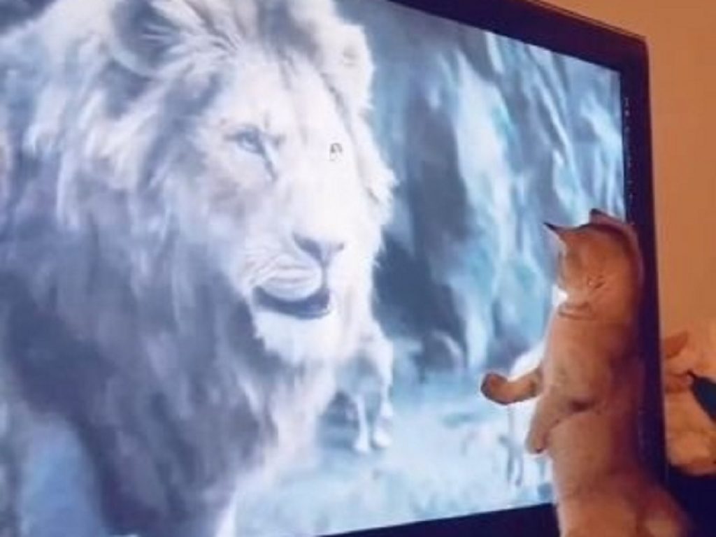gatti, video, animali, curiosità, il re leone