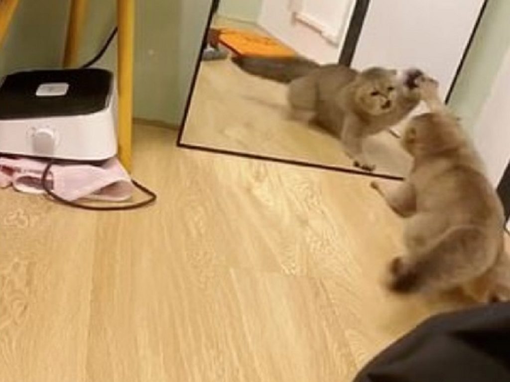 Gatto lotta contro il riflesso dello specchio: il video è virale