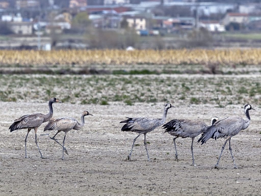 Abruzzo: gru "danzano" nella piana del Fucino
