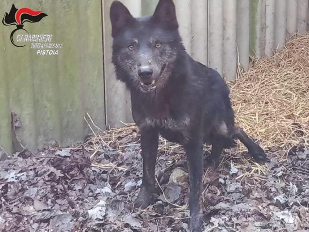 Modena adotta il lupo nero Rufus