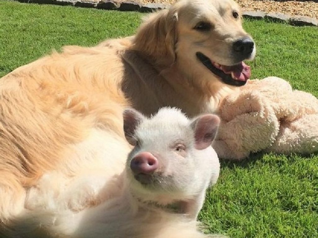 Luna e Cloud maialino nano e golden retriever amici sul prato