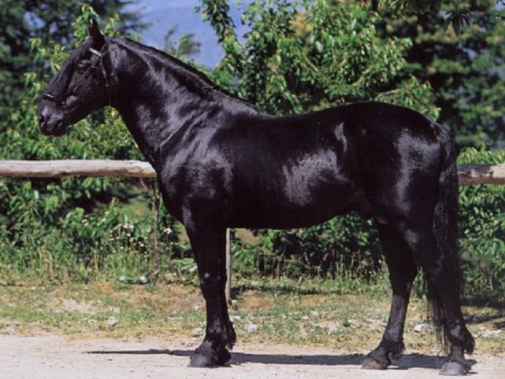 Con Mylav alla scoperta del celebre Cavallo Murgese