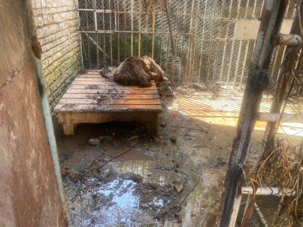 A Modena un centro di recupero per orsi bruni feriti