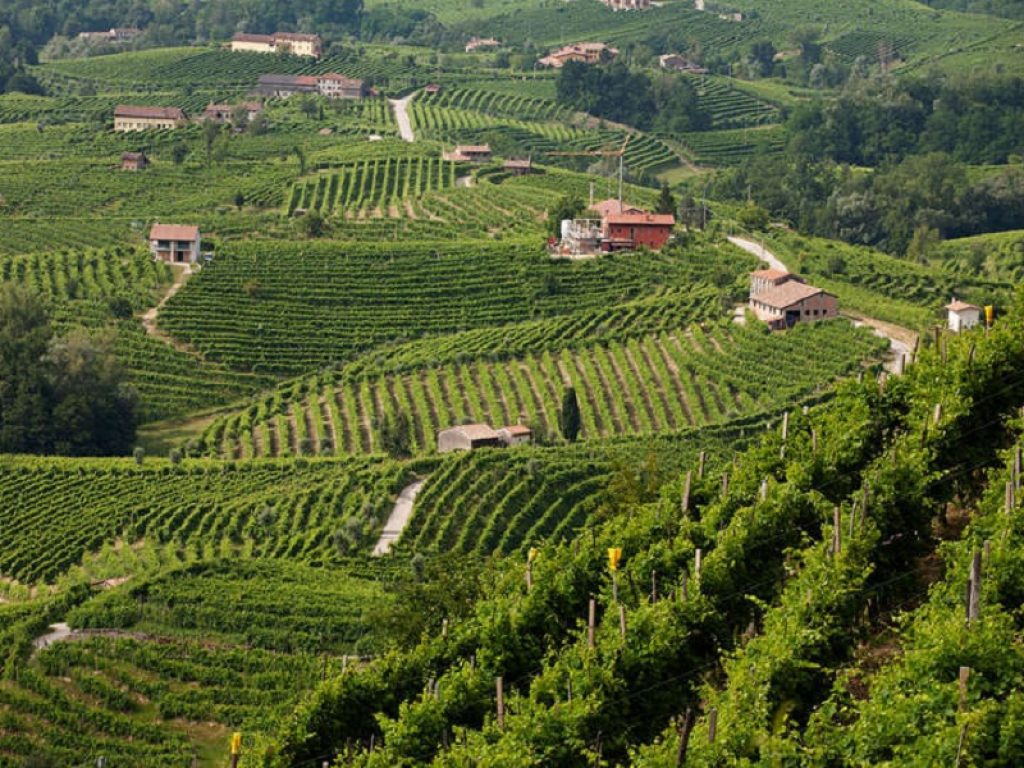 Il Consorzio del Conegliano Valdobbiadene rinnova il CdA