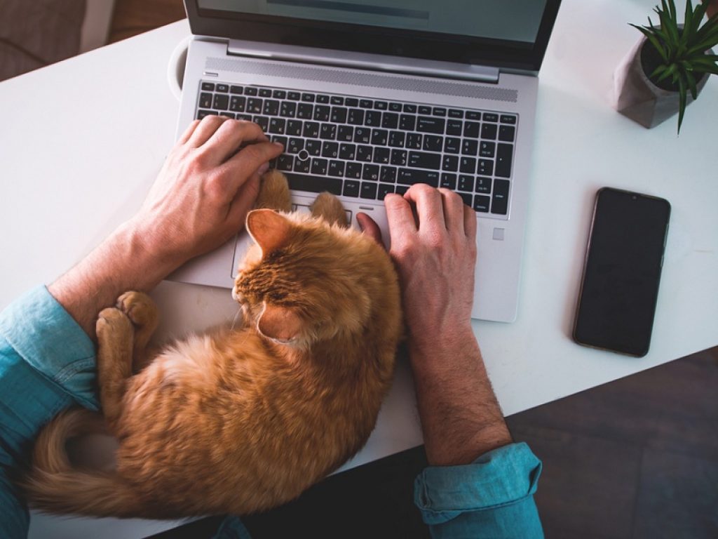 Smart working con gatto al computer hobby