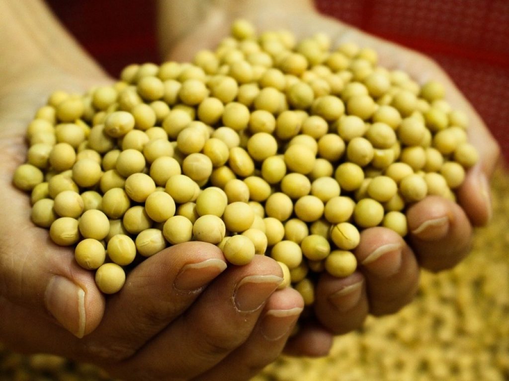 Lo sviluppo del Mato Grosso passa dalla soia