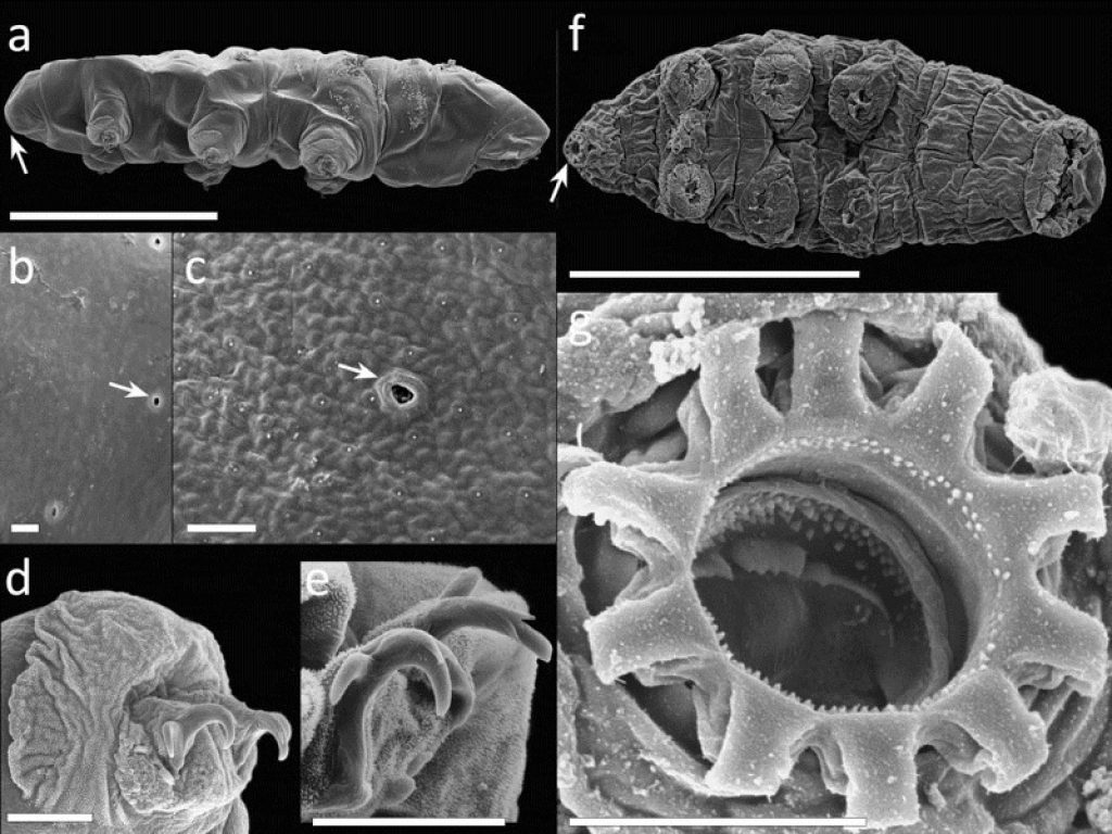 Immagine al microscopio dei nuovi tardigradi scoperti in Svezia