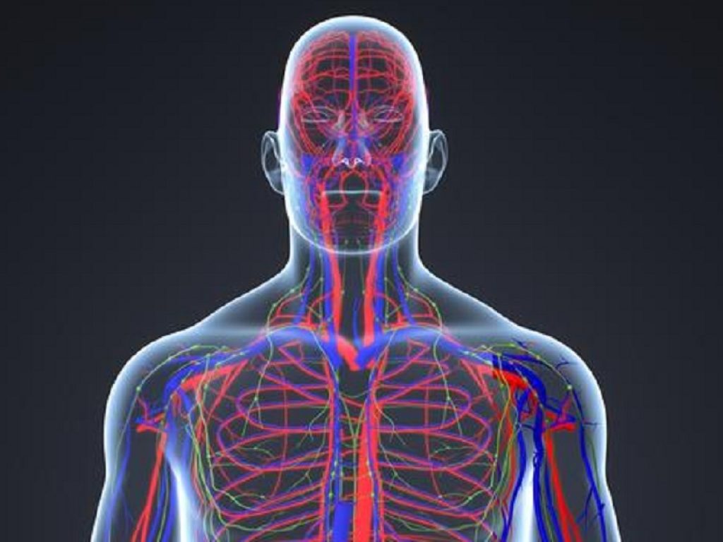 Vasi sanguigni corpo umano creati con stampa 3D