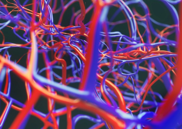 Vasi sanguigni del corpo umano