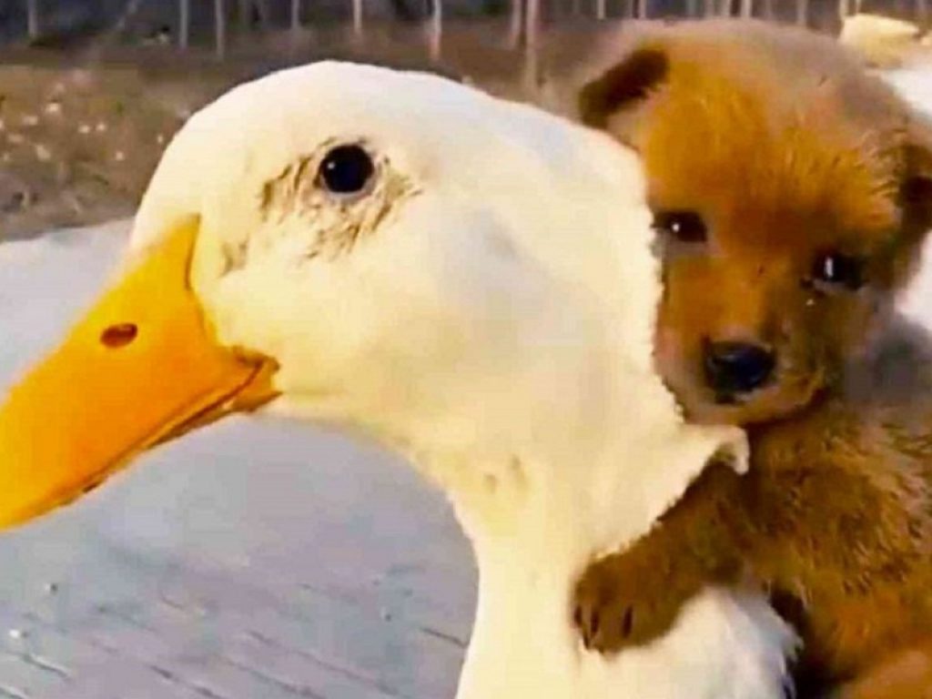 Il video di un cucciolo di cane che abbraccia un'oca