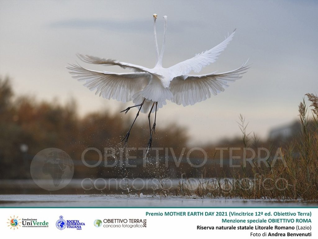 Concorso Obiettivo Terra 2021: Andrea Benvenuti vince il primo premio con la foto di due aironi bianchi maggiori scattata nella Riserva naturale statale Litorale Romano