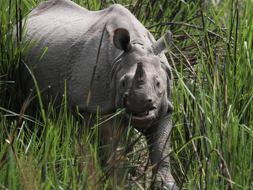 Rinoceronte in Nepal, animali