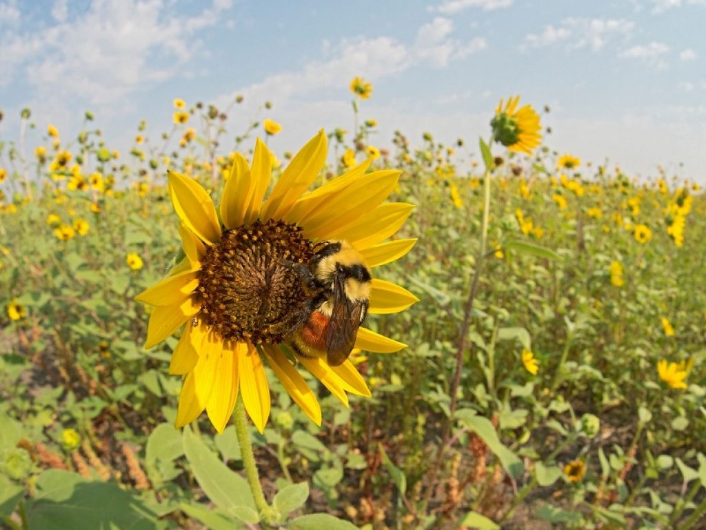 Apiturismo impollinazione, natura world bee day