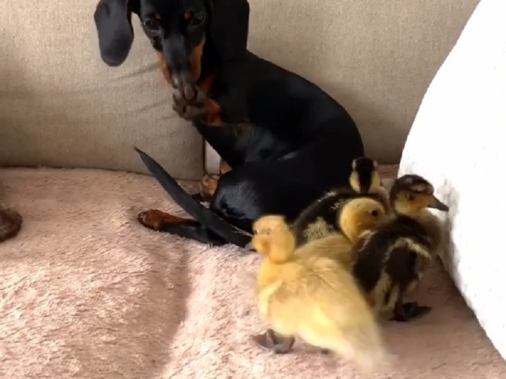 Il bassotto Coco con 4 anatroccoli