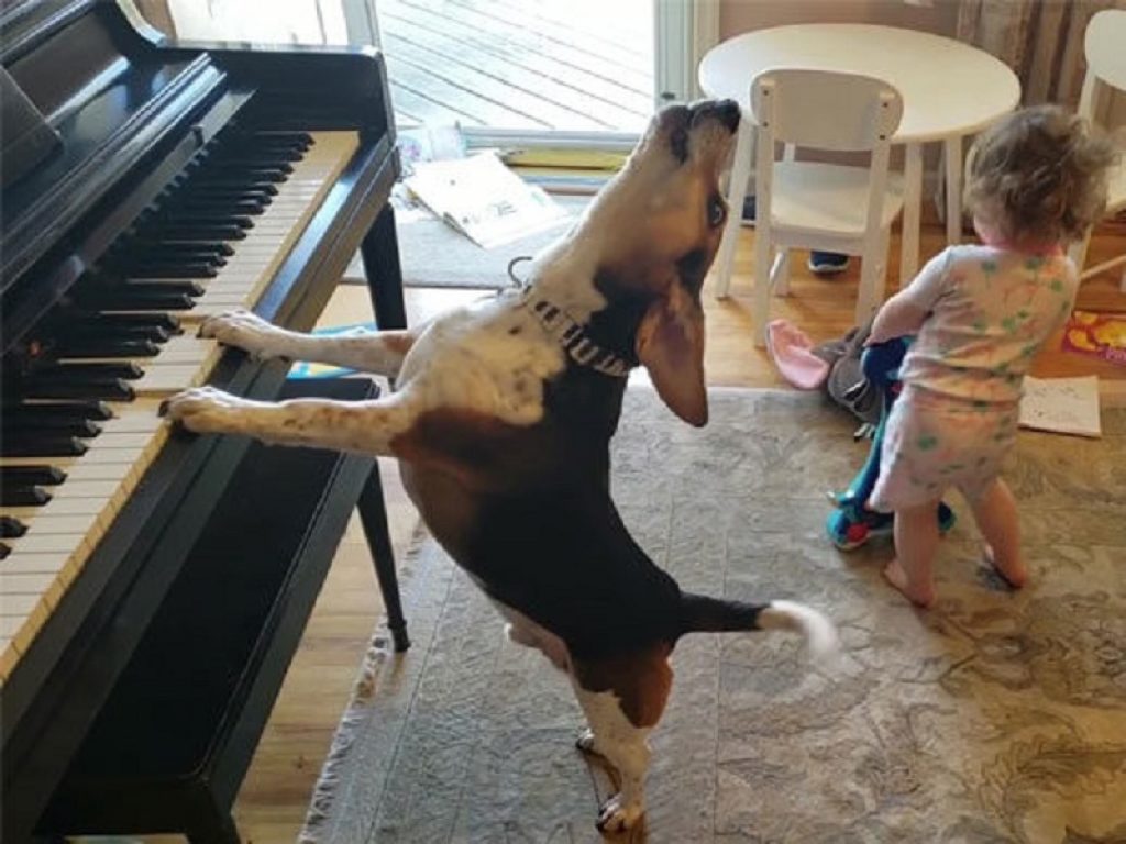 Buddy Mercury cane che suona il piano
