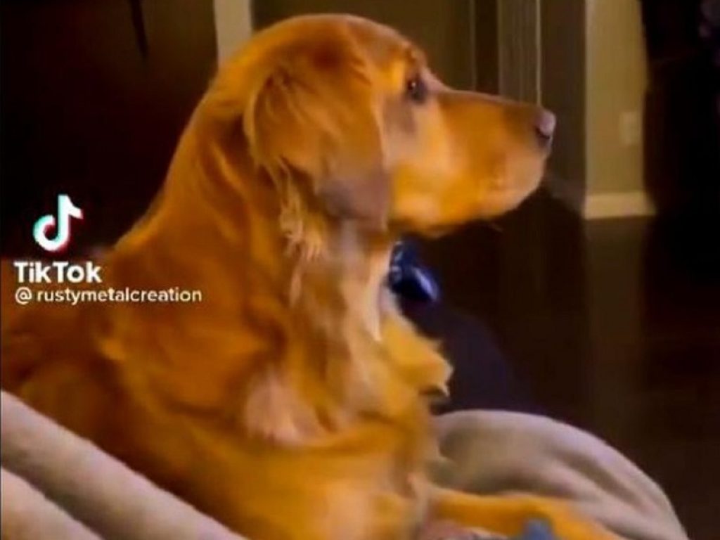 Cane pauroso video darth vader, curiosità