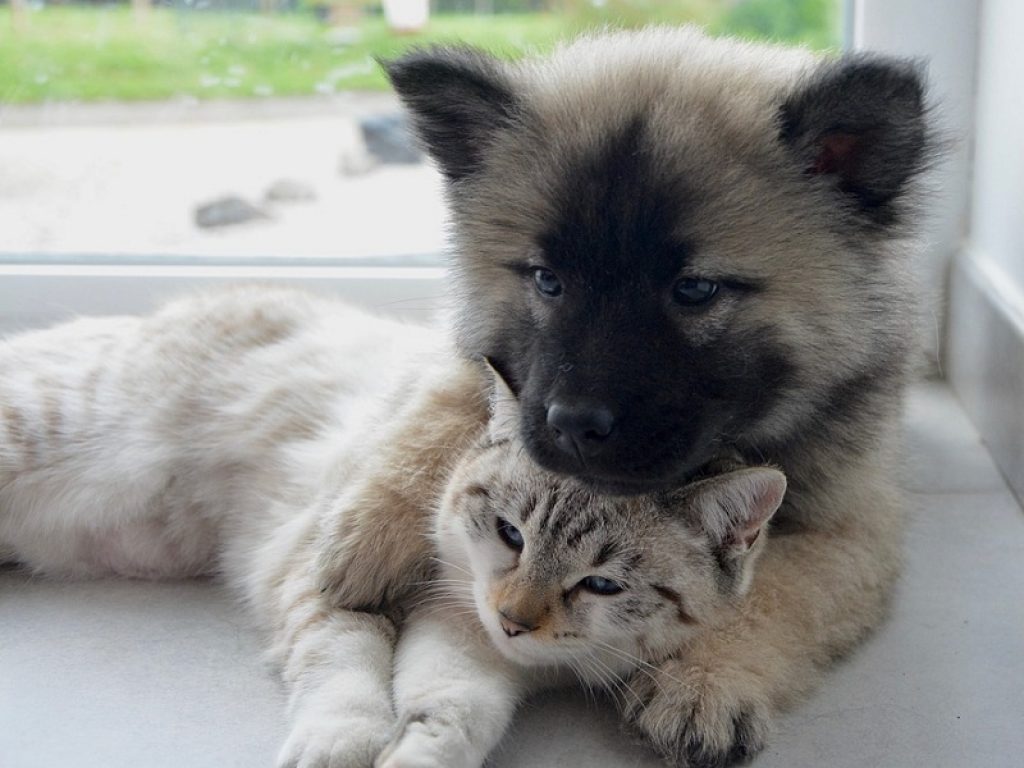 Cane e gatto, vendita di animali domestici
