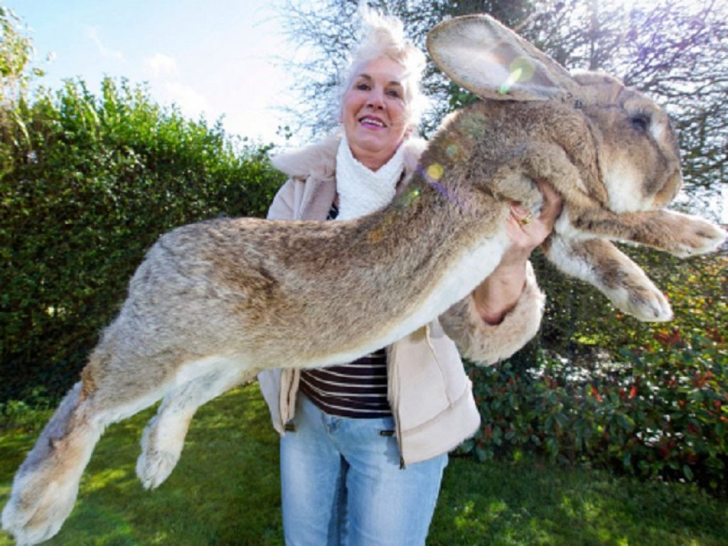 Coniglio più grande del mondo, curiosità