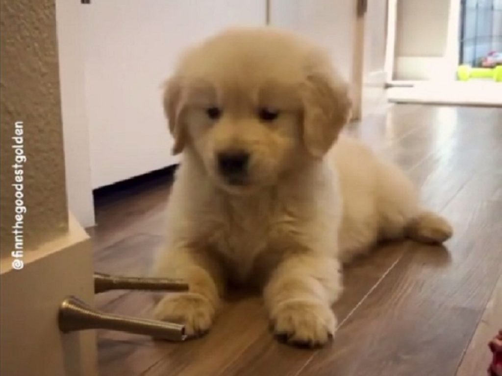 Cucciolo di golden retriever