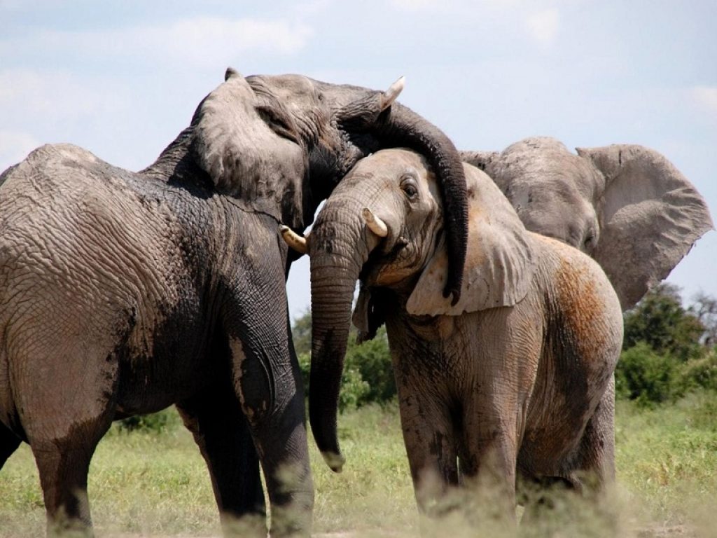 animali Elefanti kenya strada avocado