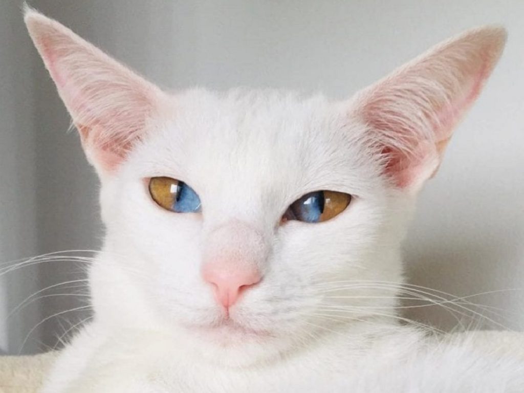 Olive, il gatto con gli occhi bicolore