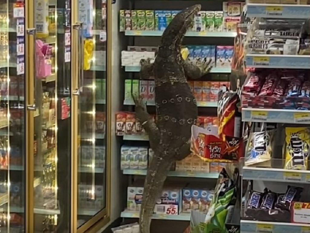 Lucertola gigante nel supermercato video, curiosità