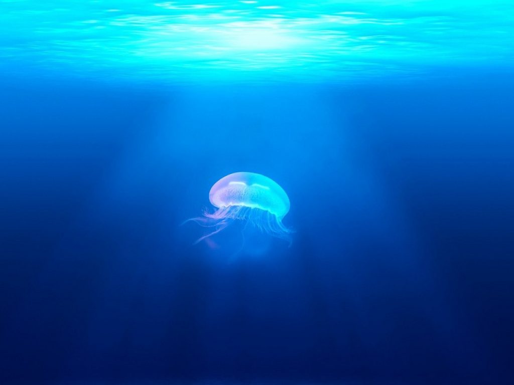Meduse in mare, ambiente