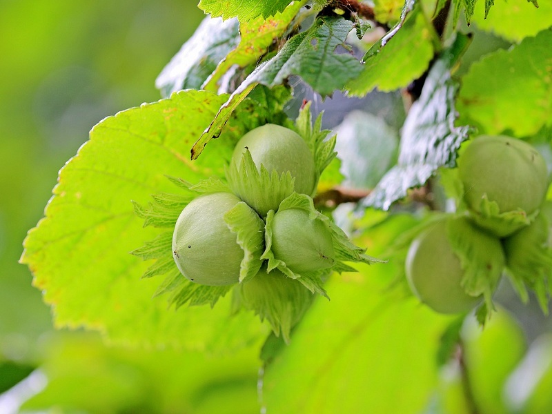 Nocciole, Ferrero Nutella