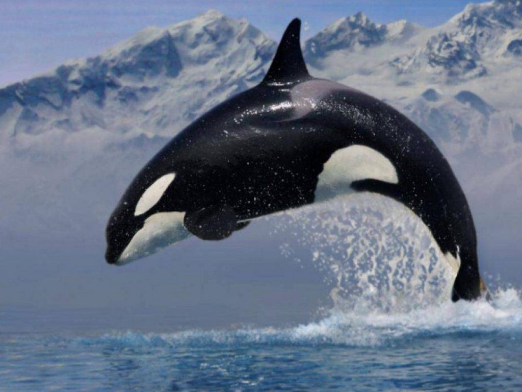 Orca salta e sfiora barca: il video è virale
