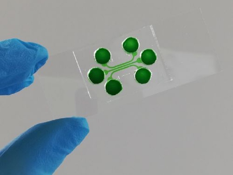 Organ-on-chip cellule