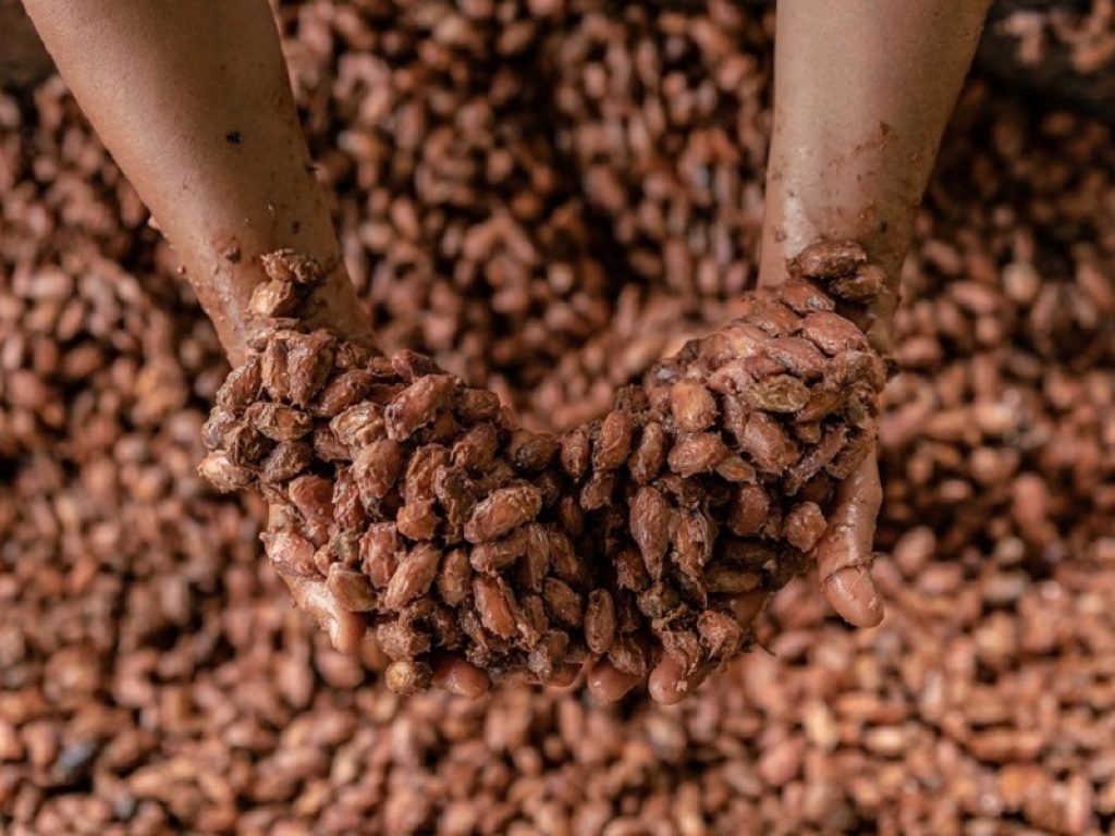 Semi di cacao, cioccolato