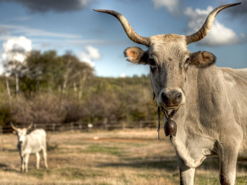 Mucche animali biodiversità