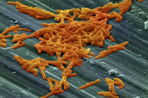 Clostridioides difficile bioterapeutico