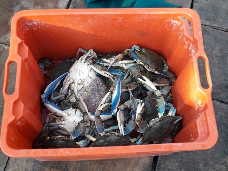 Granchio blu unci agroalimentare