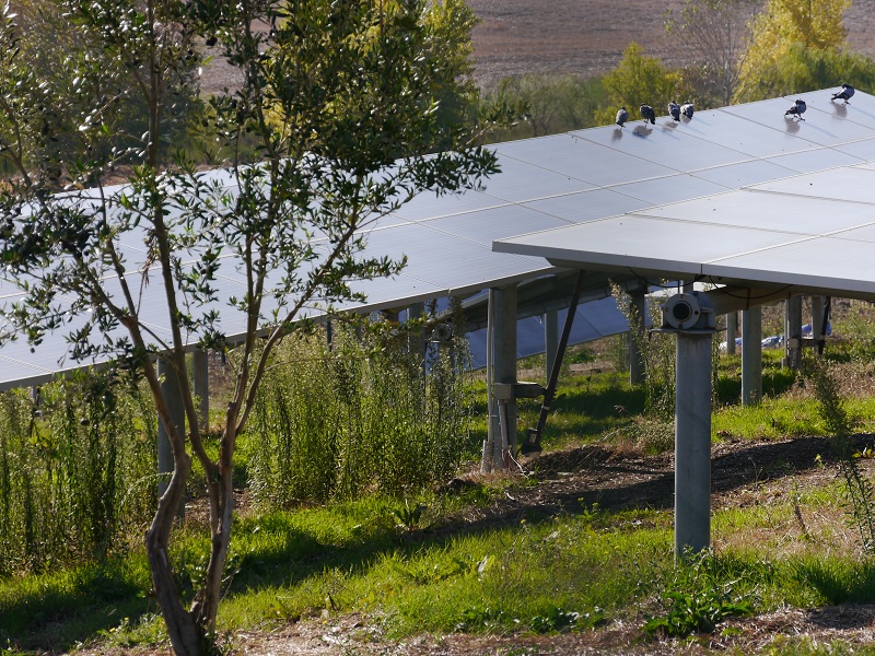 Agri-fotovoltaico: nuovi scenari nella ricerca di personale attraverso un competence mix intersettoriale. Il punto di Hunters Group